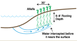 Figure 6.4. Alfalfa or salt‑tolerant grass seed to reduce road ditch salinity. (NDSU image)